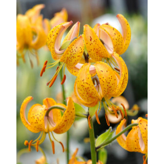 lilie fusion pomarańczowa lilietulipany łodz hybryda