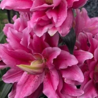 Lilie Roselily – pełne kwiaty bez pyłku do ogrodu i donic