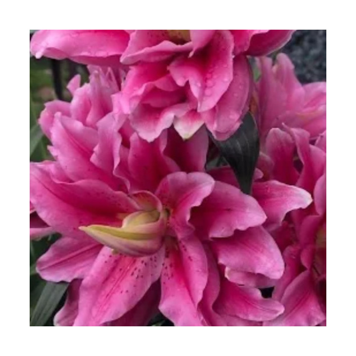 Lilie Roselily – pełne kwiaty bez pyłku do ogrodu i donic