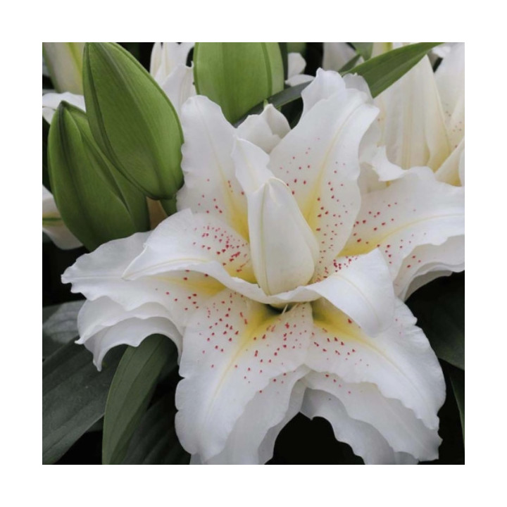 Lilie Roselily – pełne kwiaty bez pyłku do ogrodu i donic