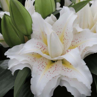 Lilie Roselily – pełne kwiaty bez pyłku do ogrodu i donic