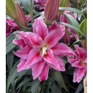 Lilie Roselily – pełne kwiaty bez pyłku do ogrodu i donic