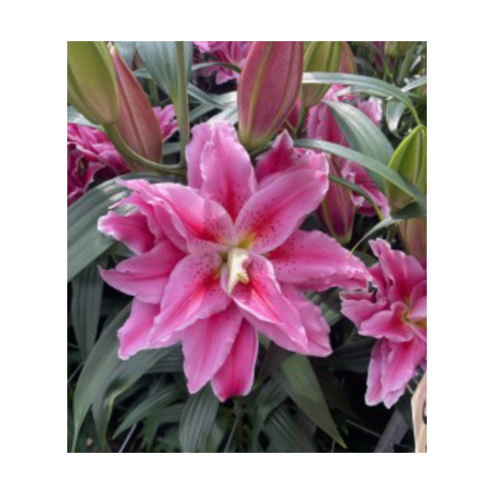 Lilie Roselily – pełne kwiaty bez pyłku do ogrodu i donic