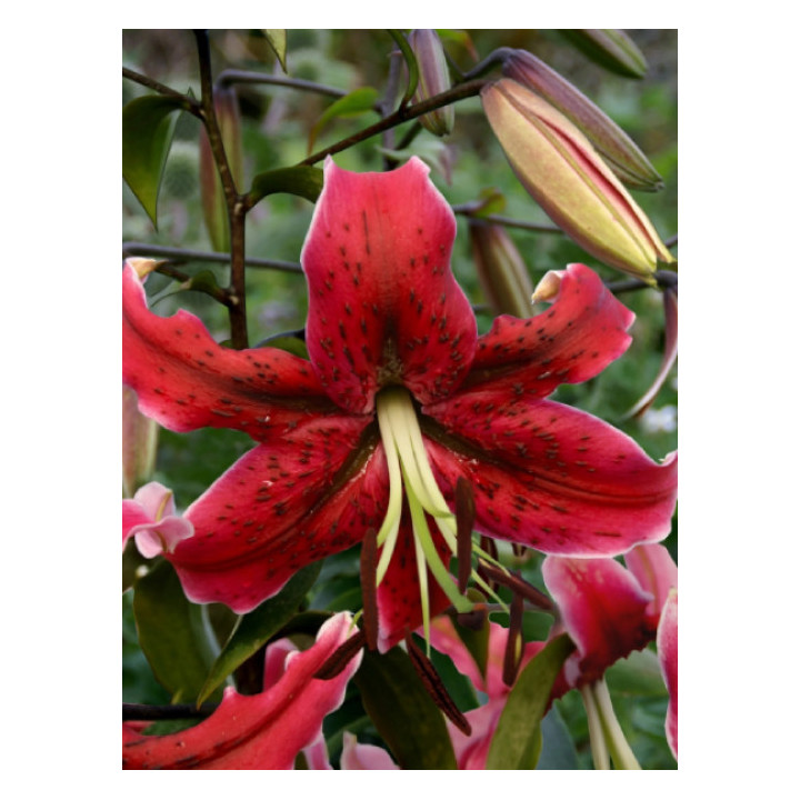 Cebulki lilii drzewiastych  – pełne kwiaty do ogrodu