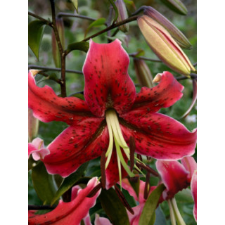 Cebulki lilii drzewiastych  – pełne kwiaty do ogrodu