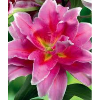 Cebulki lilii drzewiastych  – pełne kwiaty do ogrodu