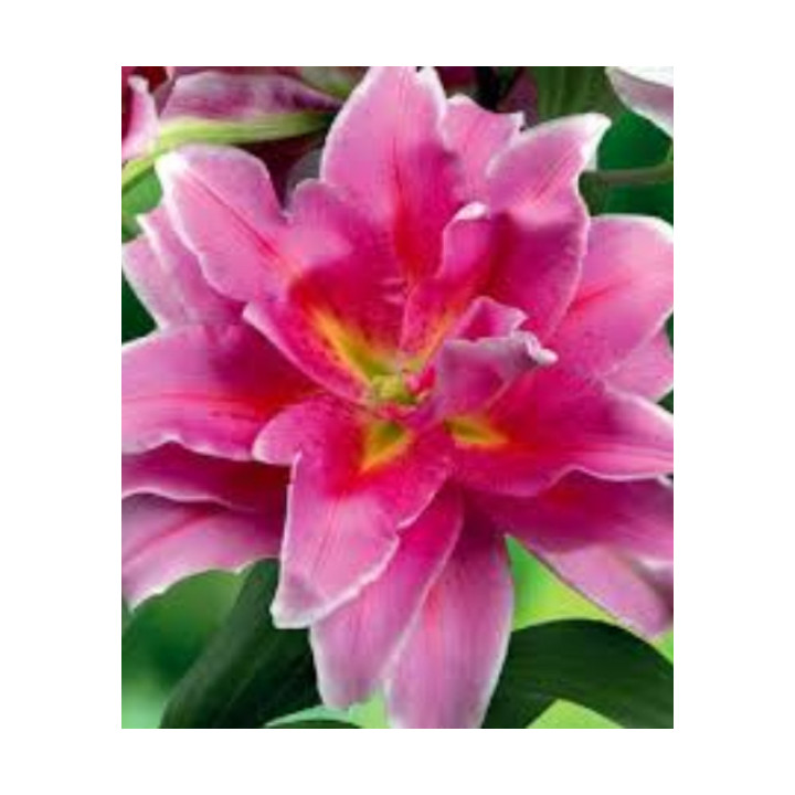 Cebulki lilii drzewiastych  – pełne kwiaty do ogrodu