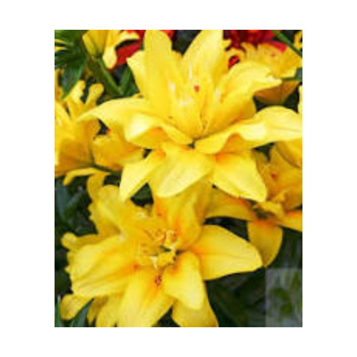 Cebulki lilii drzewiastych  – pełne kwiaty do ogrodu