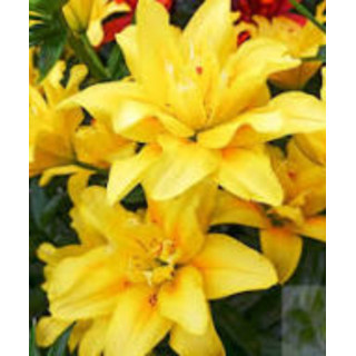 Cebulki lilii drzewiastych  – pełne kwiaty do ogrodu