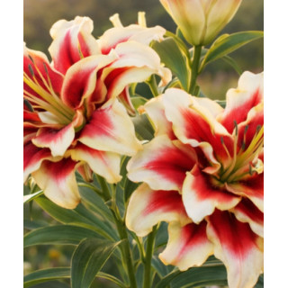 Cebulki lilii drzewiastych  – pełne kwiaty do ogrodu