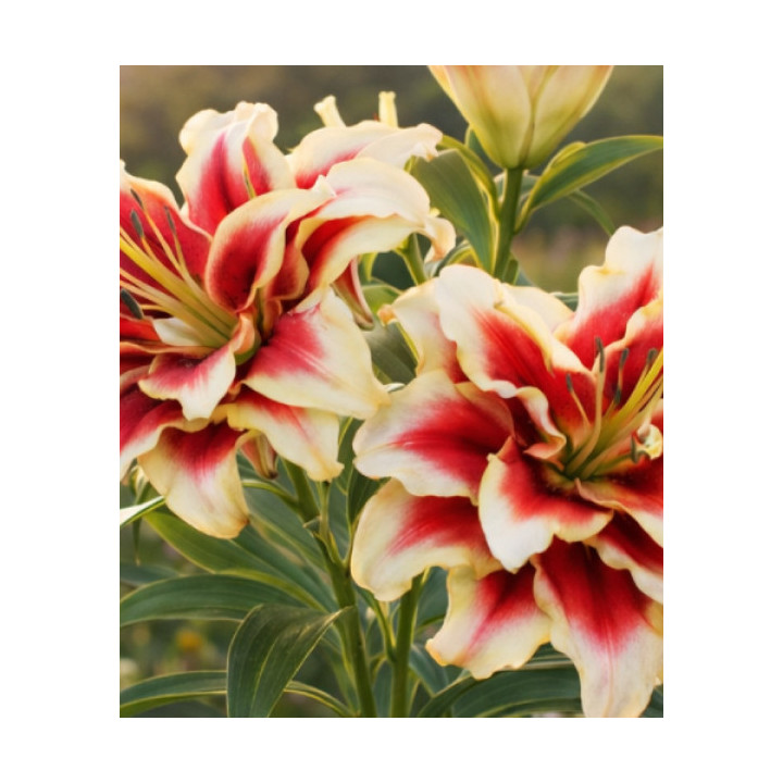 Cebulki lilii drzewiastych  – pełne kwiaty do ogrodu