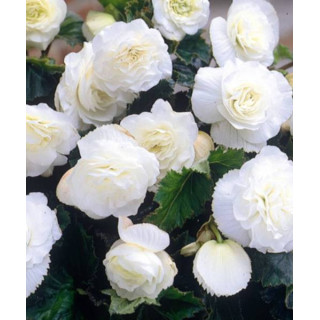 Begonia podwójna różowa – efektowne kwiaty do donic, balkonu i ogrodu