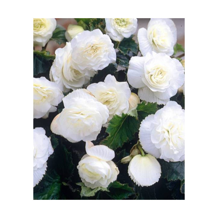 Begonia podwójna różowa – efektowne kwiaty do donic, balkonu i ogrodu