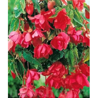 Begonia podwójna różowa – efektowne kwiaty do donic, balkonu i ogrodu