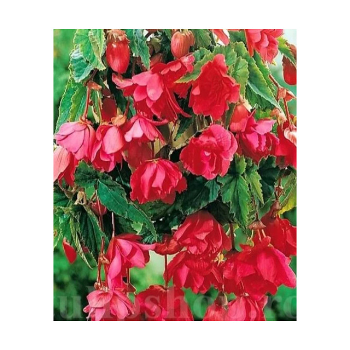 Begonia podwójna różowa – efektowne kwiaty do donic, balkonu i ogrodu