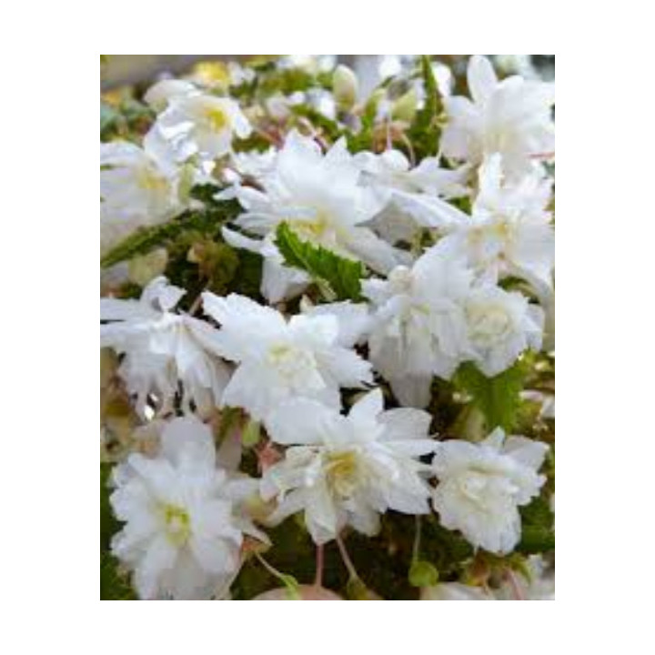 Begonia podwójna różowa – efektowne kwiaty do donic, balkonu i ogrodu