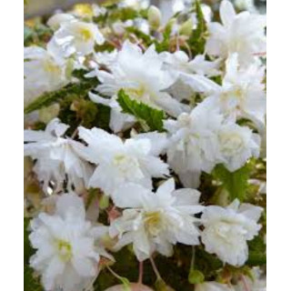 Begonia podwójna różowa – efektowne kwiaty do donic, balkonu i ogrodu