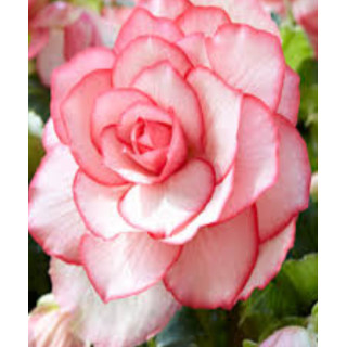 Begonia podwójna różowa – efektowne kwiaty do donic, balkonu i ogrodu