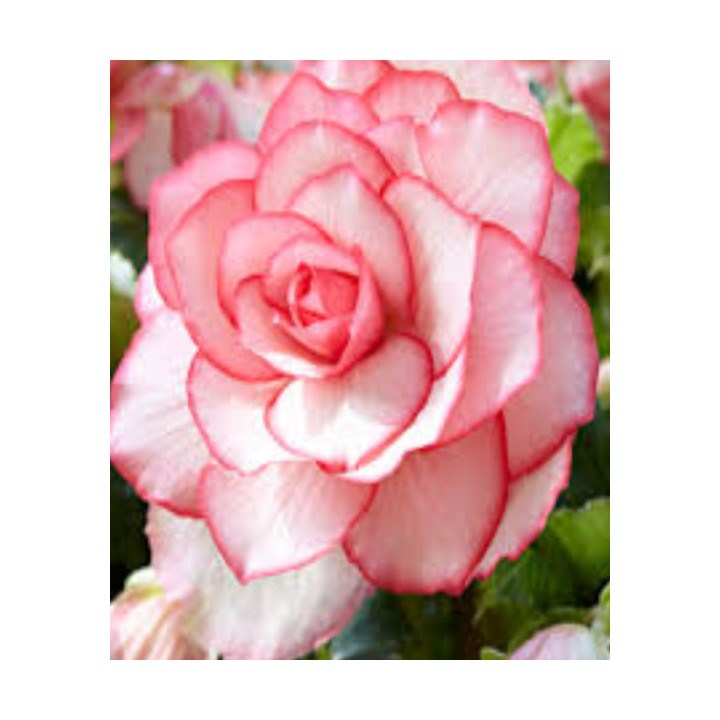 Begonia podwójna różowa – efektowne kwiaty do donic, balkonu i ogrodu