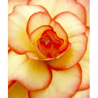 Begonia podwójna różowa – efektowne kwiaty do donic, balkonu i ogrodu