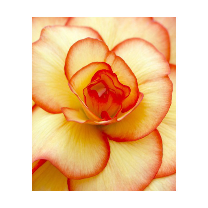 Begonia podwójna różowa – efektowne kwiaty do donic, balkonu i ogrodu