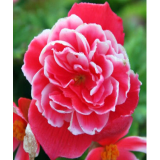 Begonia podwójna różowa – efektowne kwiaty do donic, balkonu i ogrodu