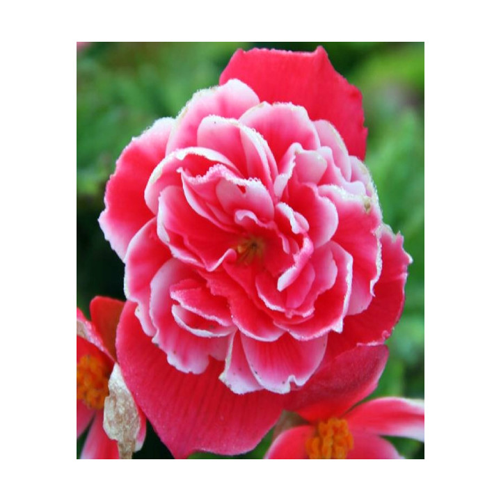 Begonia podwójna różowa – efektowne kwiaty do donic, balkonu i ogrodu