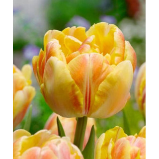 Cebulki kwiatowe – sklep online | Sadzenie i pielęgnacja