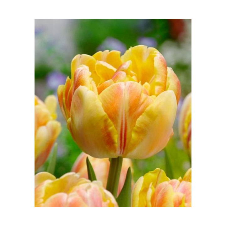 Cebulki kwiatowe – sklep online | Sadzenie i pielęgnacja