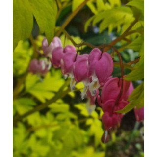 Cyklamen – kolorowy i dekoracyjny kwiat doniczkowy do domu i balkonu