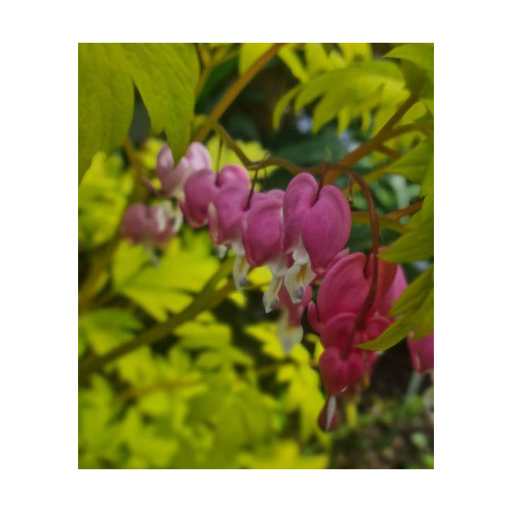 Cyklamen – kolorowy i dekoracyjny kwiat doniczkowy do domu i balkonu