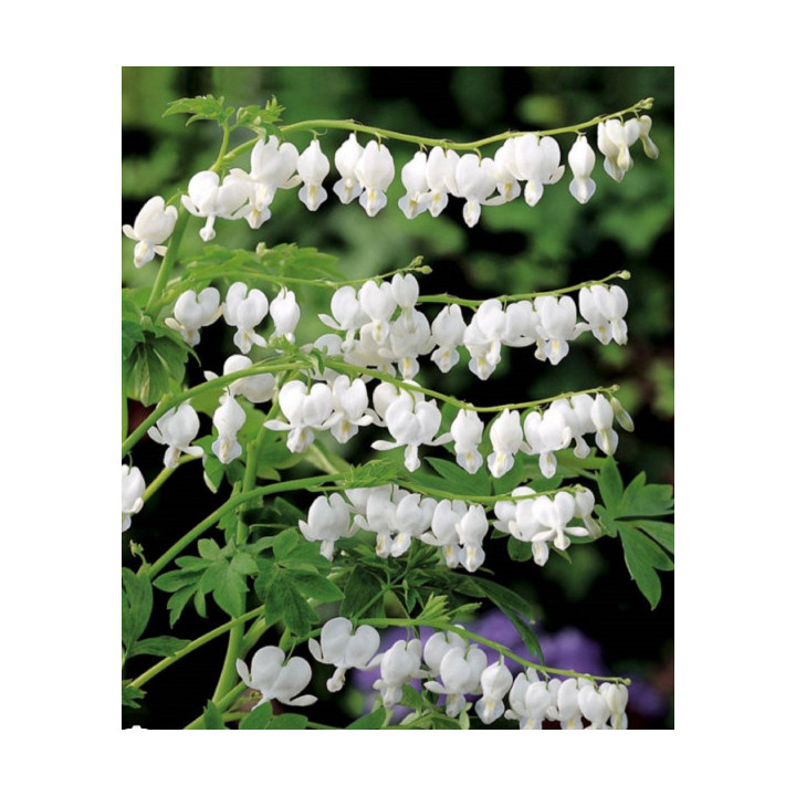 Cyklamen – kolorowy i dekoracyjny kwiat doniczkowy do domu i balkonu