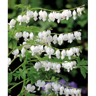 Cyklamen – kolorowy i dekoracyjny kwiat doniczkowy do domu i balkonu