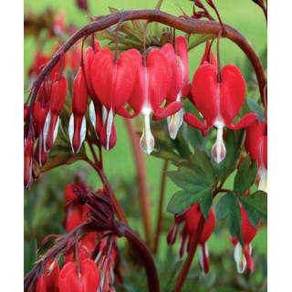 Cyklamen – kolorowy i dekoracyjny kwiat doniczkowy do domu i balkonu