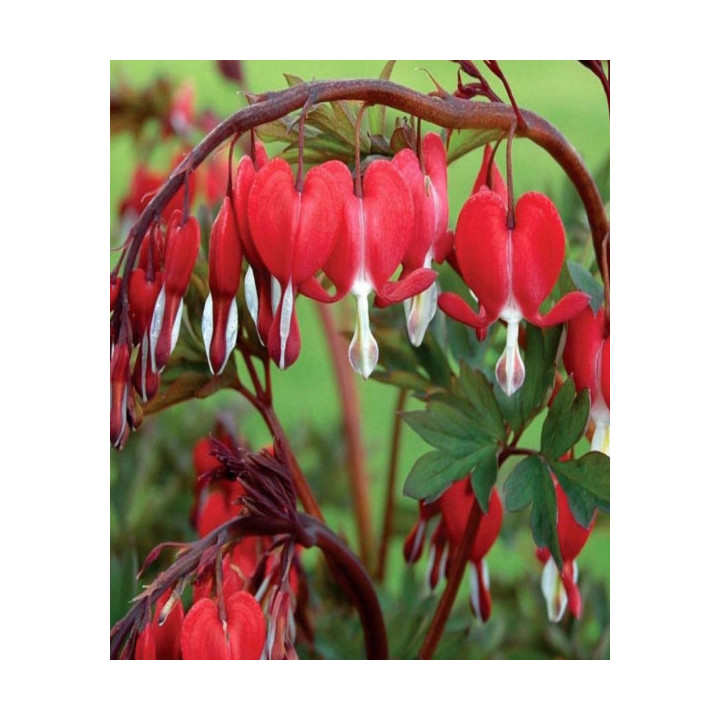 Cyklamen – kolorowy i dekoracyjny kwiat doniczkowy do domu i balkonu