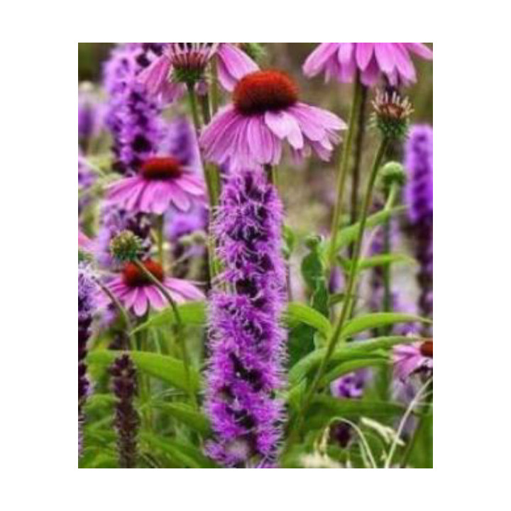 Cyklamen – kolorowy i dekoracyjny kwiat doniczkowy do domu i balkonu