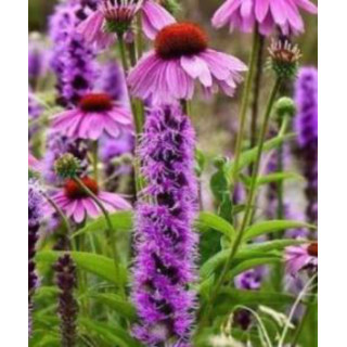 Cyklamen – kolorowy i dekoracyjny kwiat doniczkowy do domu i balkonu