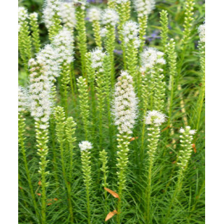 Cyklamen – kolorowy i dekoracyjny kwiat doniczkowy do domu i balkonu