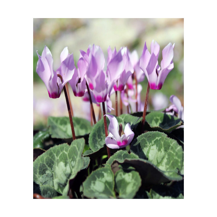 Cyklamen – kolorowy i dekoracyjny kwiat doniczkowy do domu i balkonu