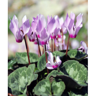 Cyklamen – kolorowy i dekoracyjny kwiat doniczkowy do domu i balkonu