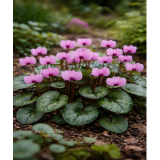 Cyklamen – kolorowy i dekoracyjny kwiat doniczkowy do domu i balkonu