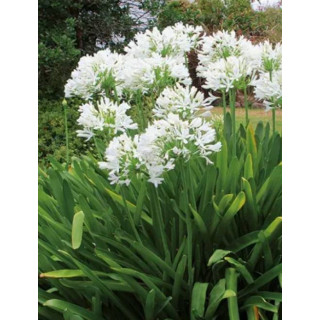 LILIA PURSSE  ORIENTALNA  PACHNĄCA