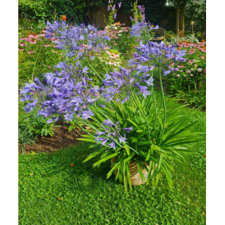 AGAPANT NIEBIESKI  3 SZT XXL