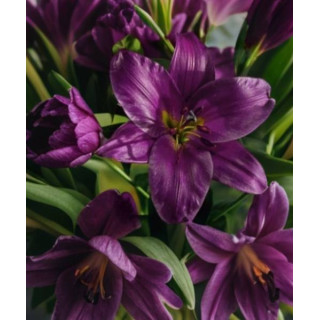 Cebulki lilii drzewiastych  – pełne kwiaty do ogrodu