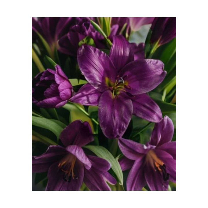 Cebulki lilii drzewiastych  – pełne kwiaty do ogrodu