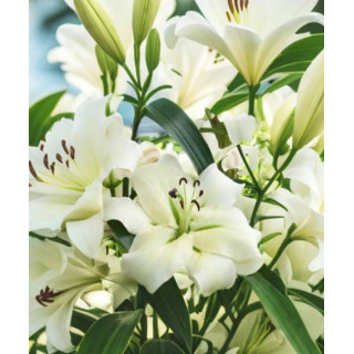 Cebulki lilii drzewiastych  – pełne kwiaty do ogrodu