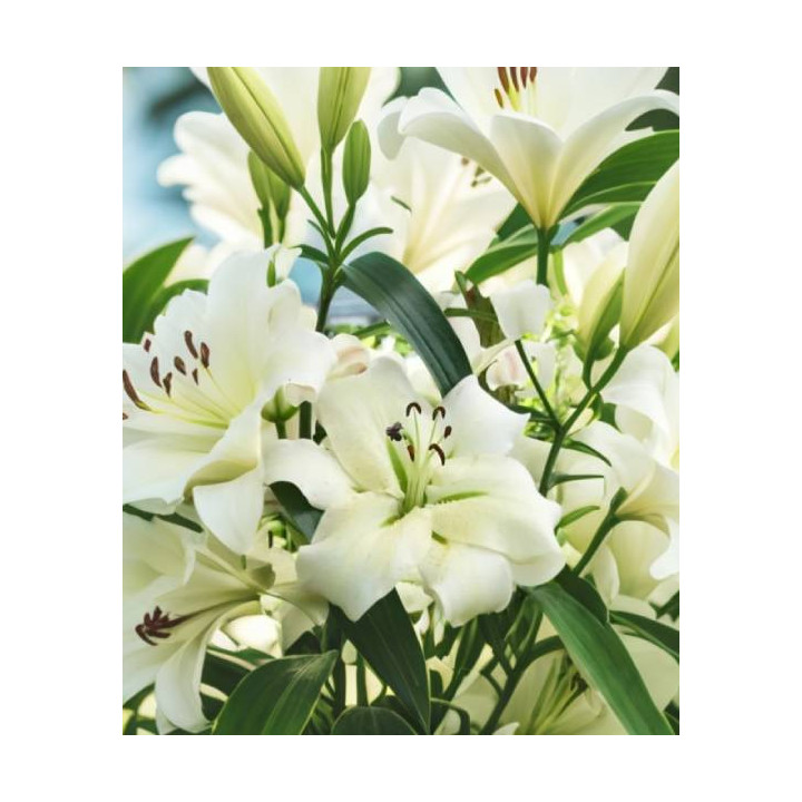 Cebulki lilii drzewiastych  – pełne kwiaty do ogrodu