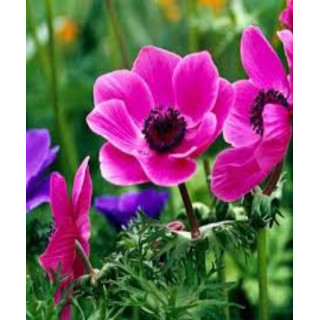 ZAWILEC SYLPHIDE 10 SZT ROZMIAR 8 CM