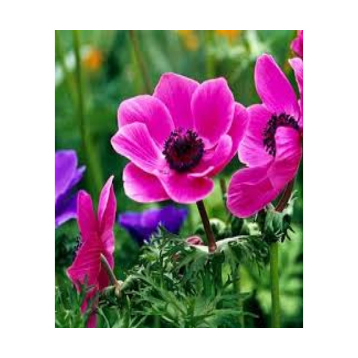 ZAWILEC SYLPHIDE 20 SZT ROZMIAR 8 CM