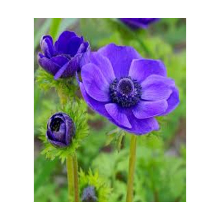 ZAWILEC MR.FOKKER 10 SZT ROZMIAR 8 CM